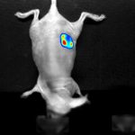 Cold light imaging (BLI)