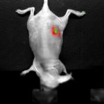 Multi-probe imaging (BLI+GFP)