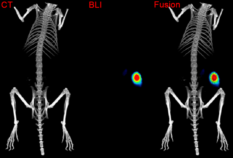 Simulating three-dimensional in vivo optical and computed tomography fusion images