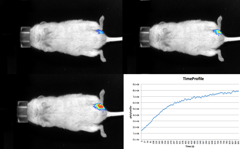With real-time dynamic imaging, pharmacokinetic analysis can be performed