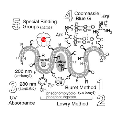 Bradford Protein Assay 蛋白質定量( 595nm )