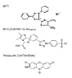 MTT Assay 細胞存活率( 570nm )